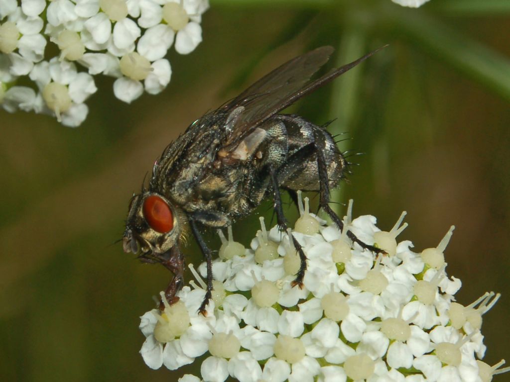 Una mosca dagli occhi rossi